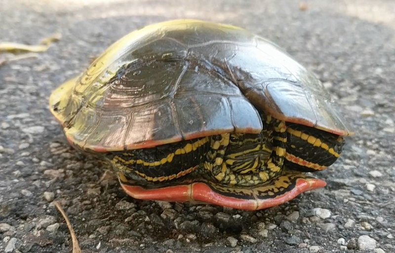 Illustration for article titled El interior del caparazón de una tortuga es más extraño de lo que piensas